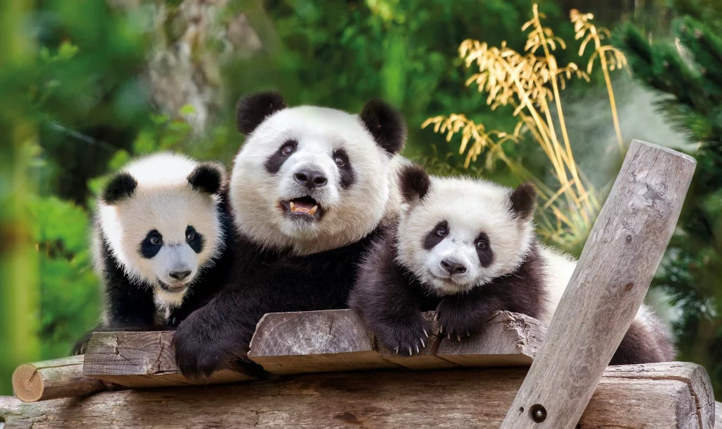 Pandas mit Nachwuchs im Berliner Zoo